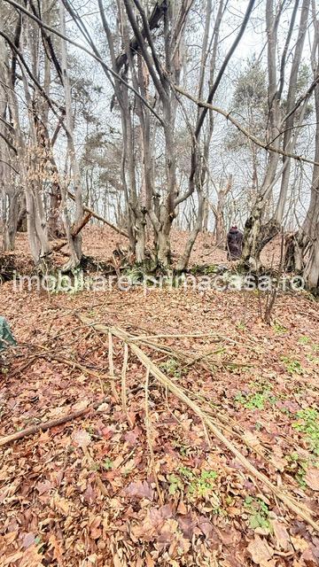 OPORTUNITATE - TEREN PENTRU PARC DISTRACTII!!! - imagine 14